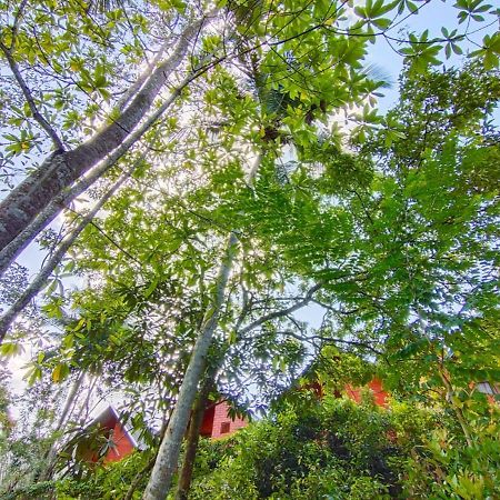 Cinnamon Village Sinharaja Deniyaya Dış mekan fotoğraf